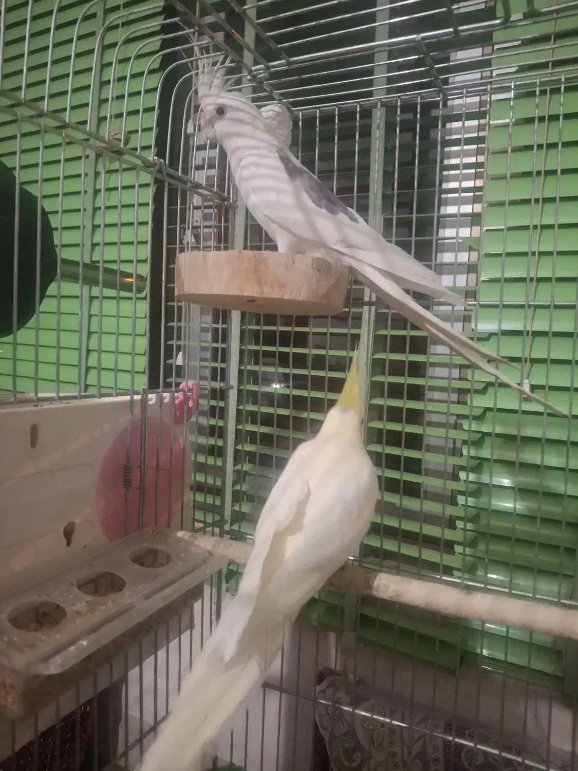 عروس هلندی نر و ماده|پرنده|باغ بهادران, |دیوار