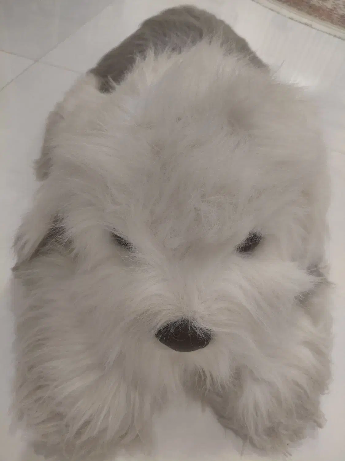 عروسک سگ خارجی|اسباببازی|مشهد, هفت تیر (حافظ)|دیوار