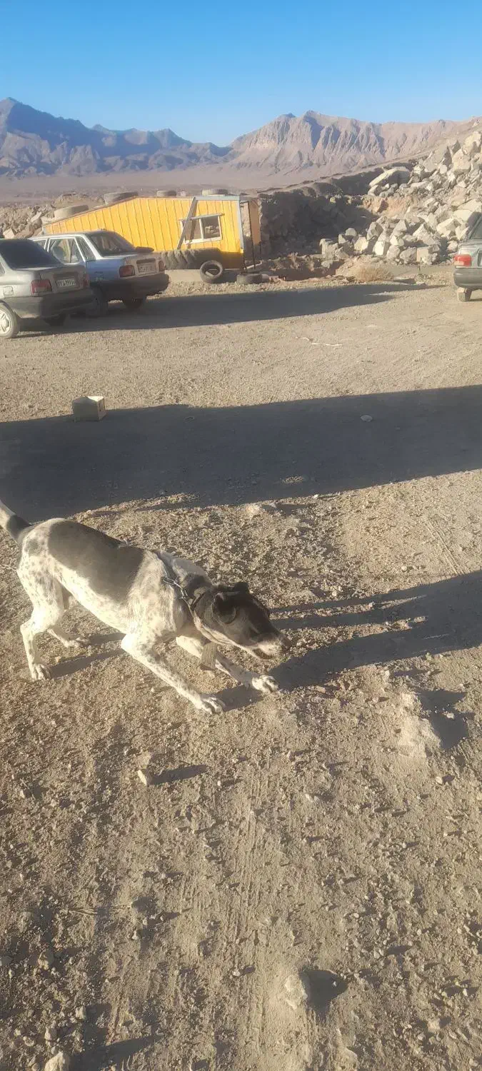 سو قدیم|سگ|برزک, |دیوار