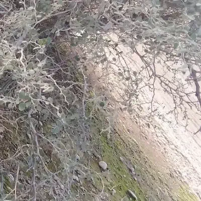 زمین|فروش زمین و ملک کلنگی|رامشیر, |دیوار