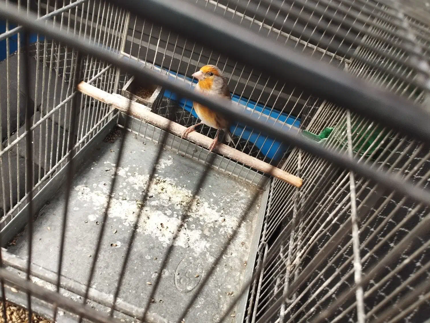 سهره نشوندار و سهره قناری دهن دار عربده کش|پرنده|ری, دولت‌آباد|دیوار