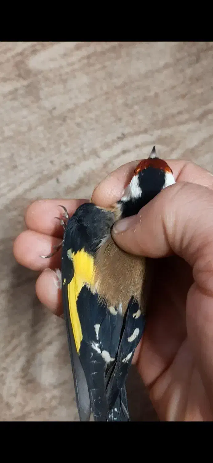 سهره رسمی نر ضمانتی|پرنده|مشهد, حسینآباد|دیوار