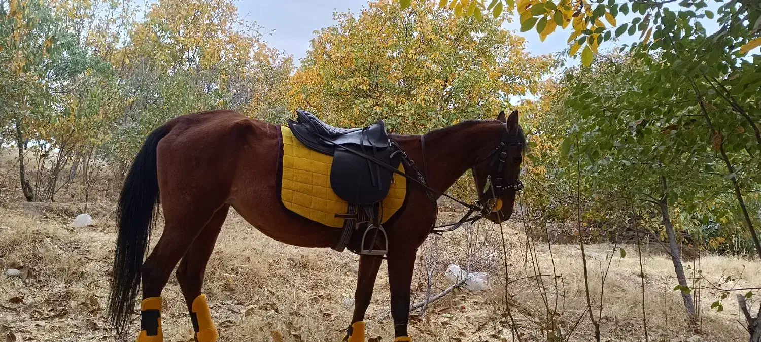 فروش اسب کهر نژاد کرد|اسب و تجهیزات اسبسواری|مراغه, |دیوار