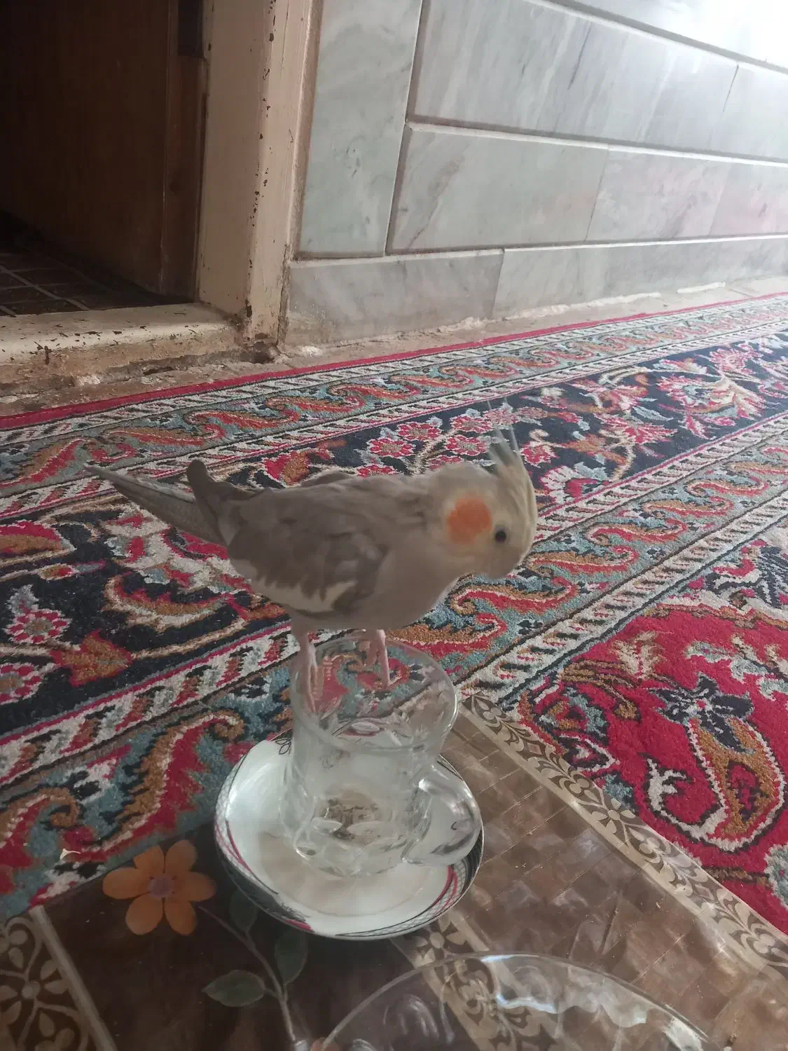 عروس هلندی|پرنده|شیروان (خراسان), |دیوار