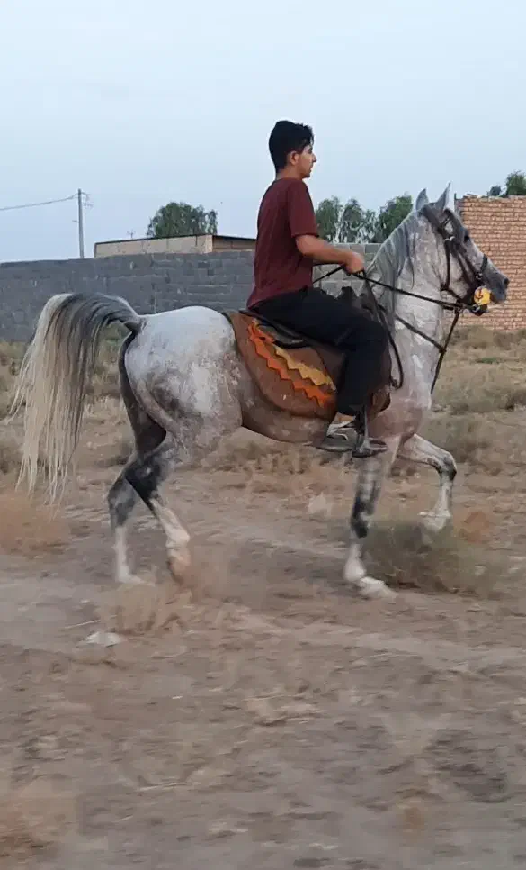 کامران ،کاوه، کارن|اسب و تجهیزات اسب‌سواری|اصفهان, باغ زرشک|دیوار