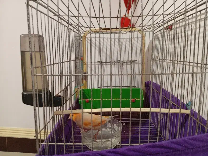 جفت موزاییکی(حمیدیه)|پرنده|حمیدیه, |دیوار