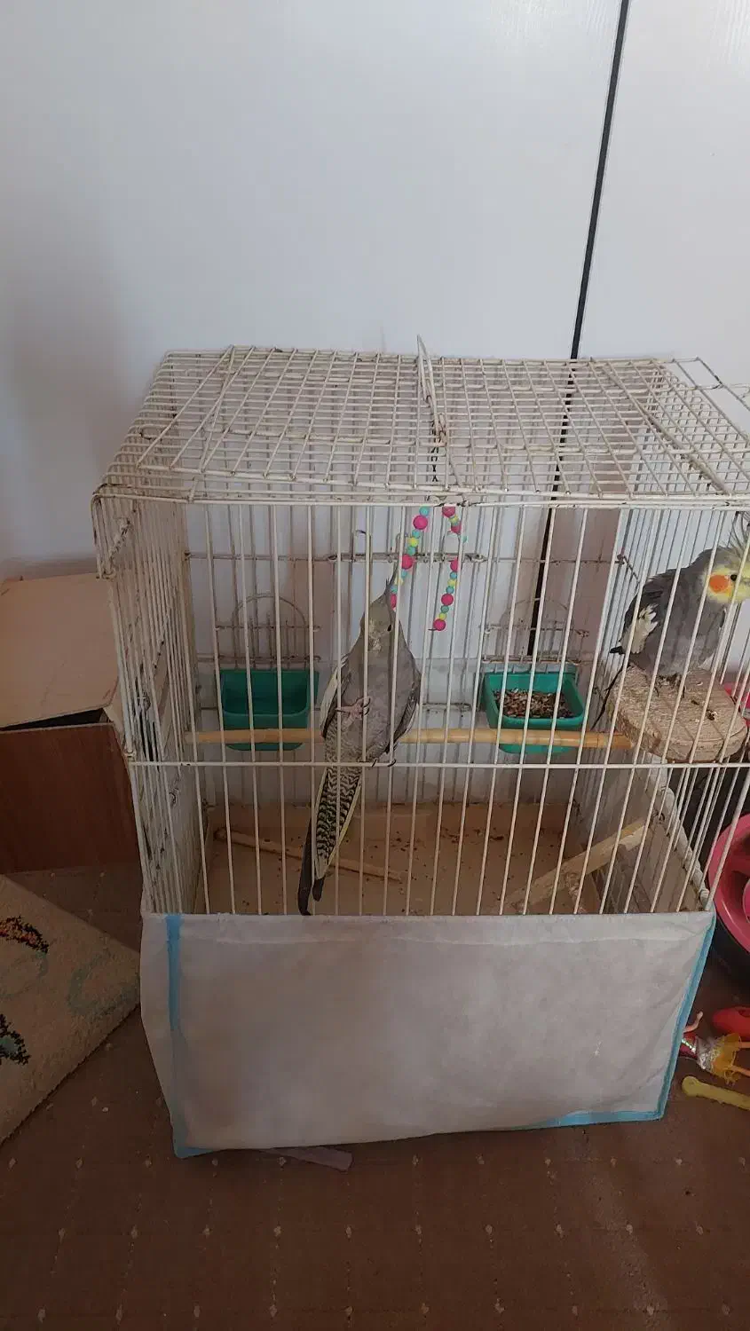 عروس هلندی|پرنده|کرج, سیاه کلان|دیوار