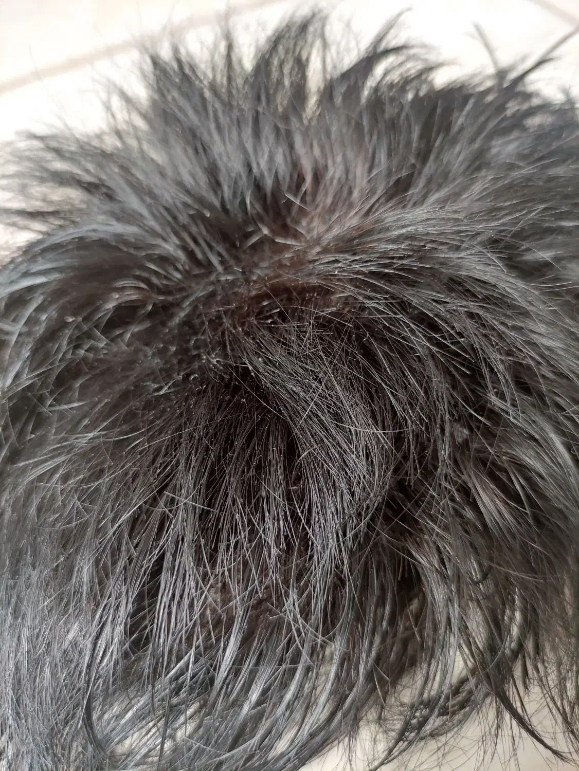 پروتز مو|آرایشگاه و سالن‌های زیبایی|بیرجند, |دیوار