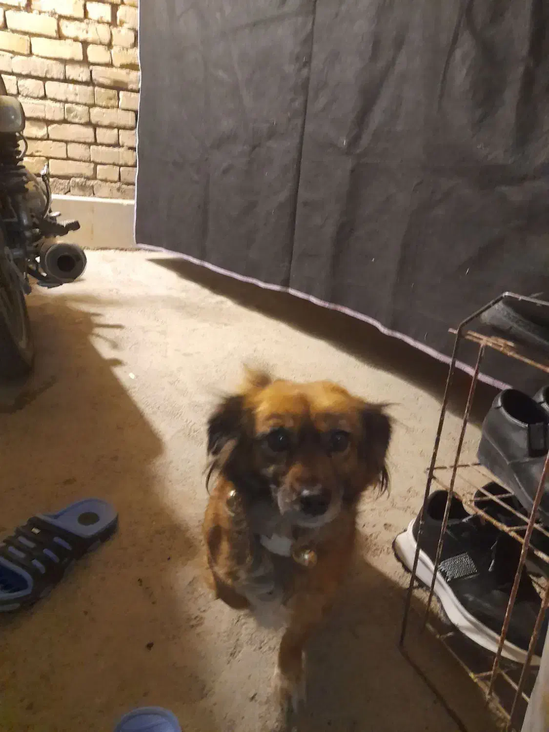 فروشی|سگ|خوانسار, |دیوار