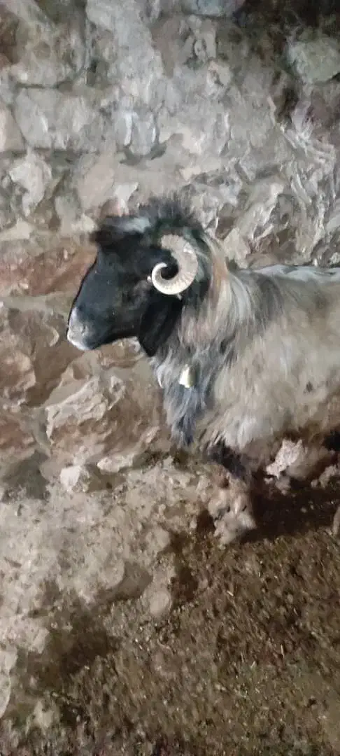 قوچ بزرگ|حیوانات مزرعه|ایذه, |دیوار