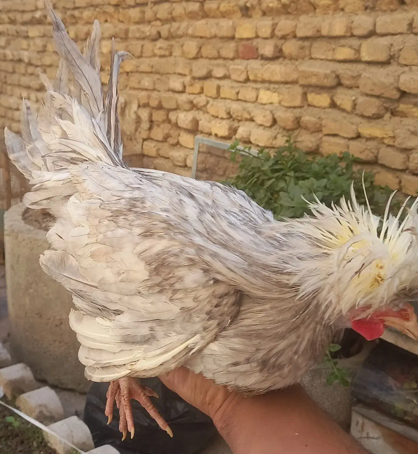 لهستانی|حیوانات مزرعه|اصفهان, زوان|دیوار