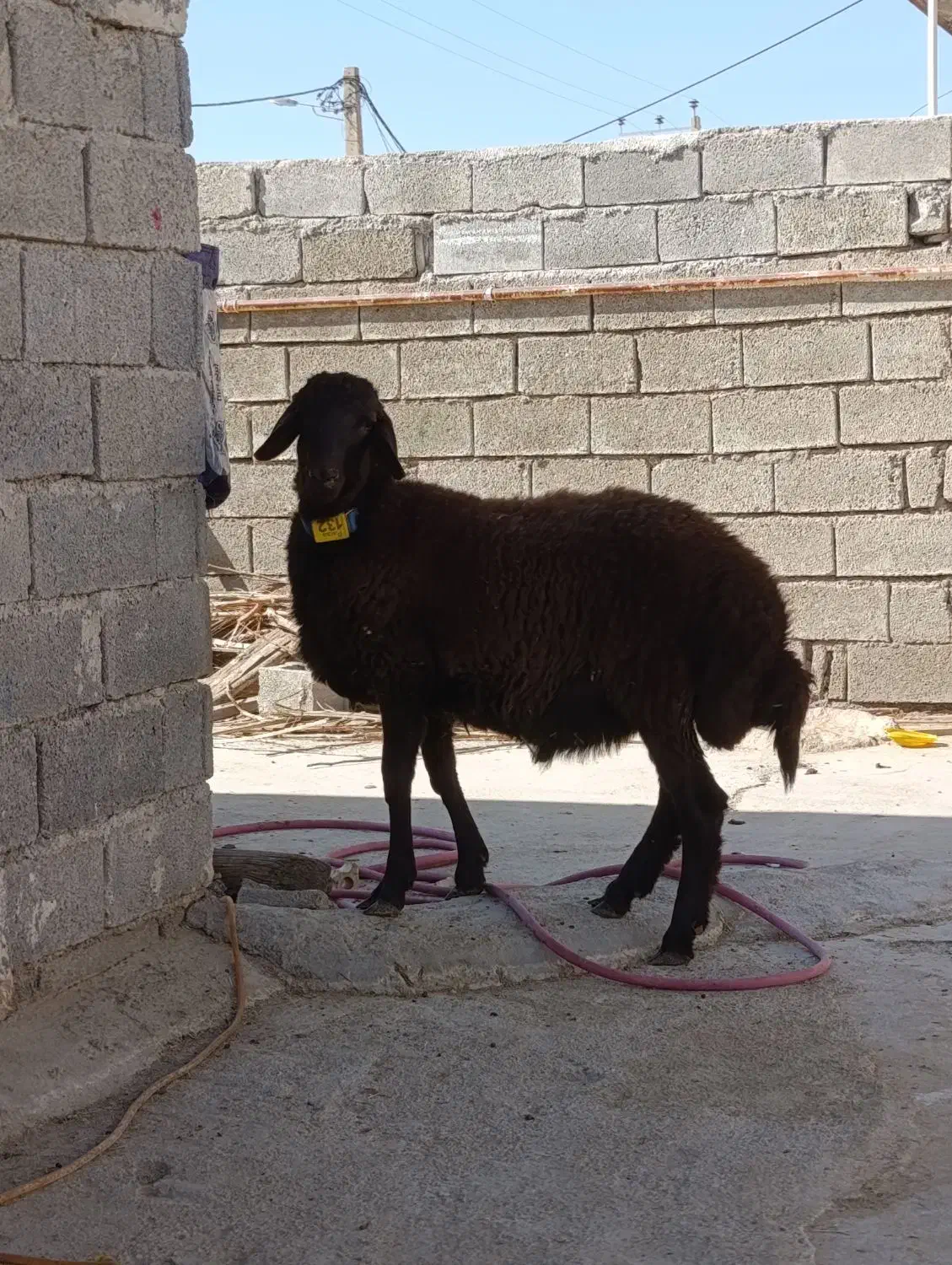 مژده مرکز اصلاح نژاد میش در شهرستان.همو ‌و...|حیوانات مزرعه|بهبهان, |دیوار