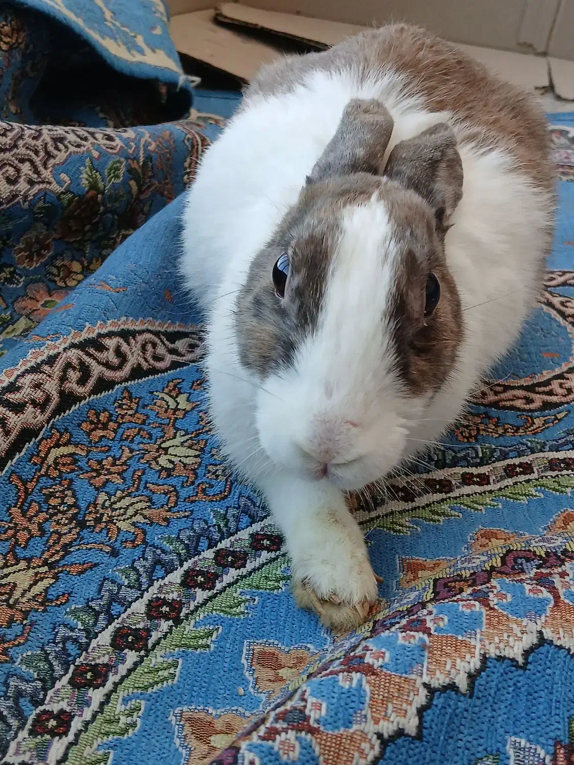 خرگوش سالم|موش و خرگوش|کرمان, |دیوار