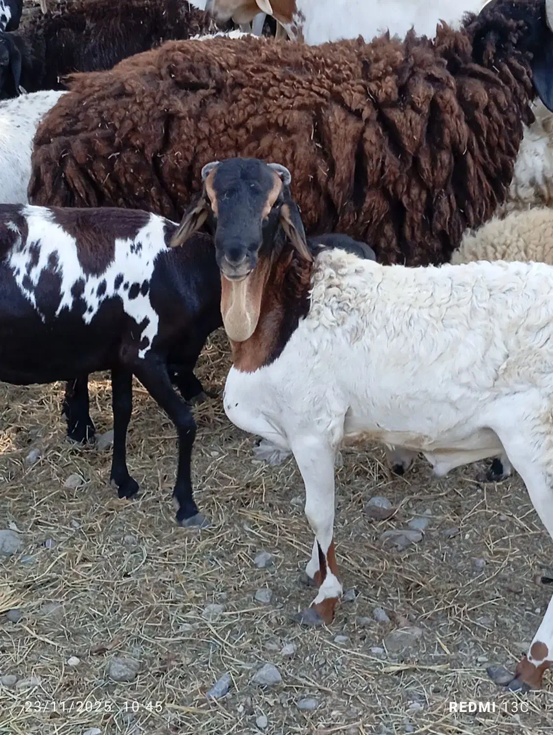 سلام تعدادی بره خوچ سمالی|حیوانات مزرعه|بند زرک, |دیوار