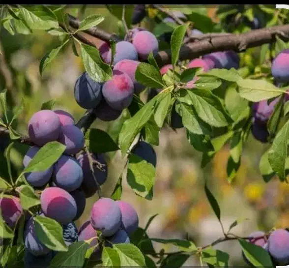 نهال|گل و گیاه طبیعی|نیشابور, مازول|دیوار