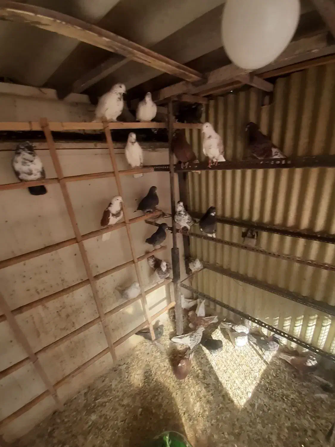 کبوتر پرشی|پرنده|تهران, بیسیم|دیوار