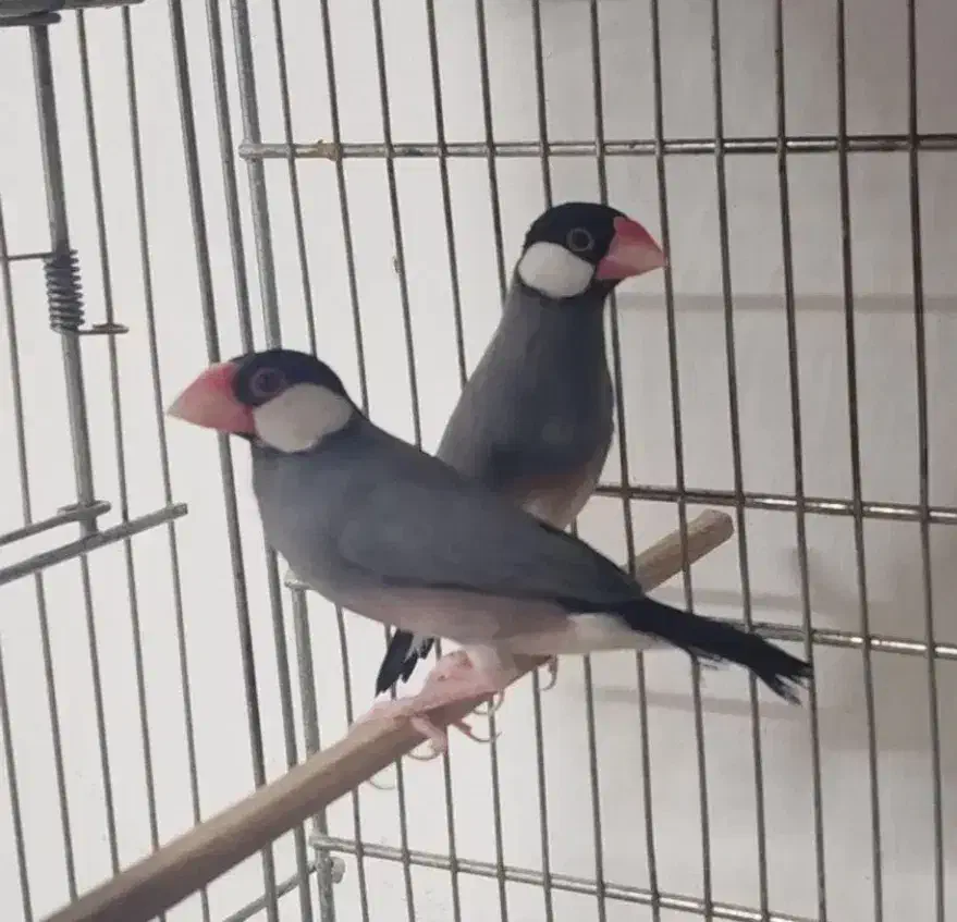 فنج نرگسی مولد و جغدی مولد|پرنده|الوند, |دیوار