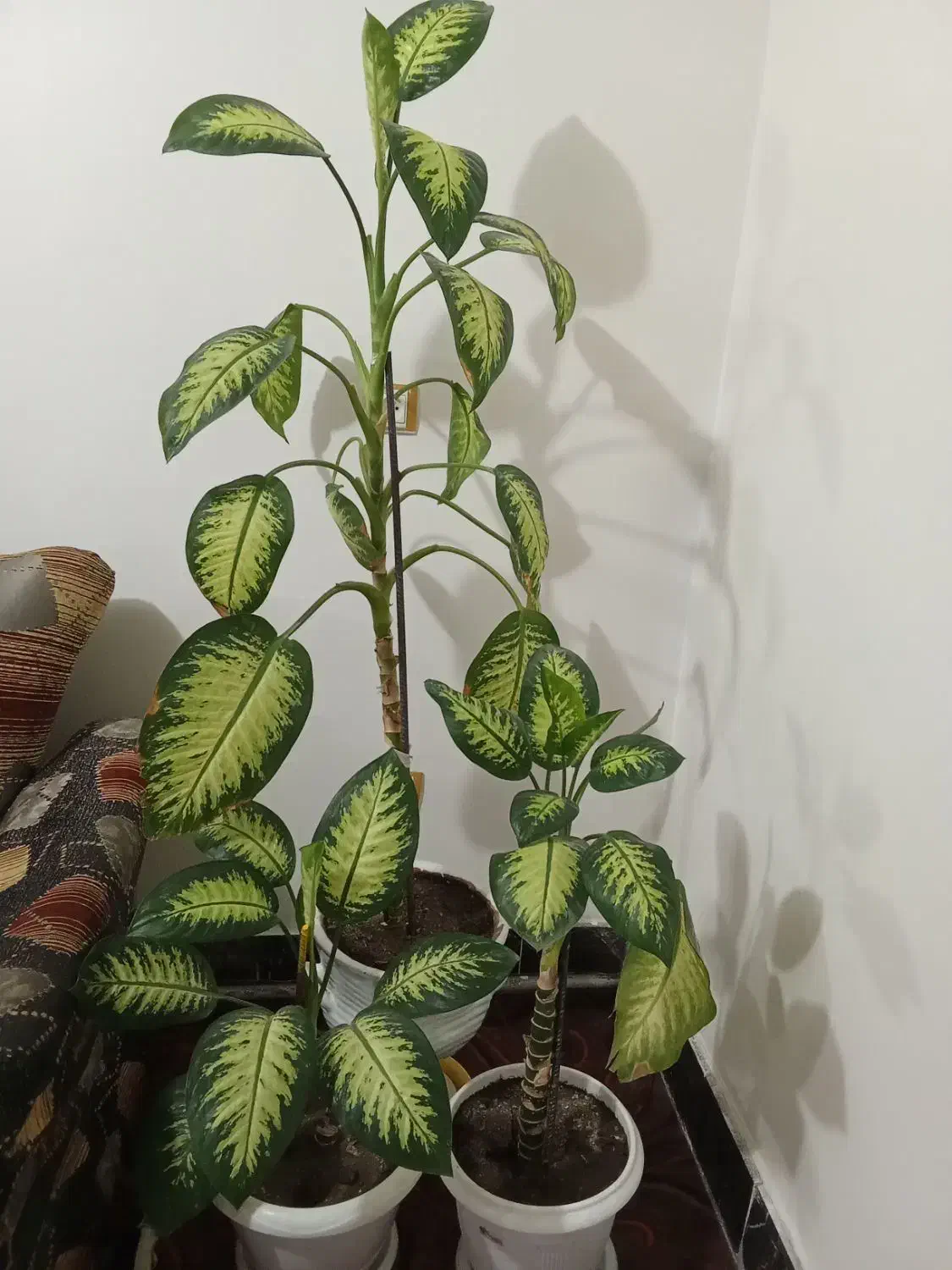 گل خانگی|گل و گیاه طبیعی|مشگین شهر, |دیوار