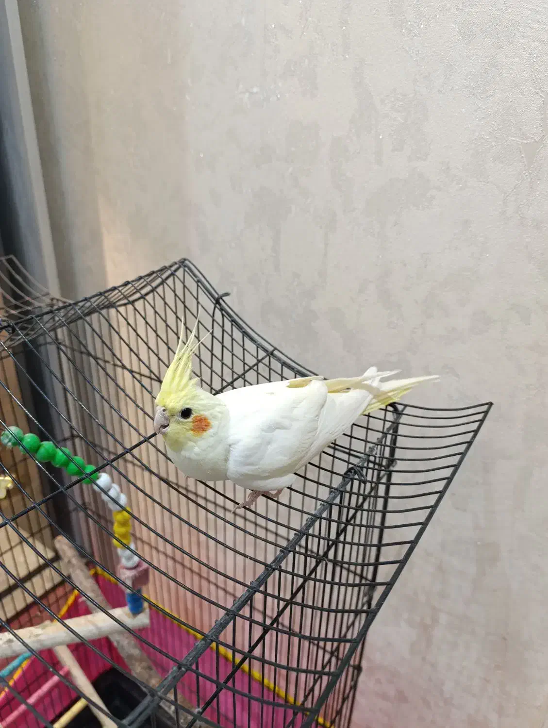 پرنده عروس هلندی چشم گیلاسی با قفس|پرنده|اردبیل, |دیوار