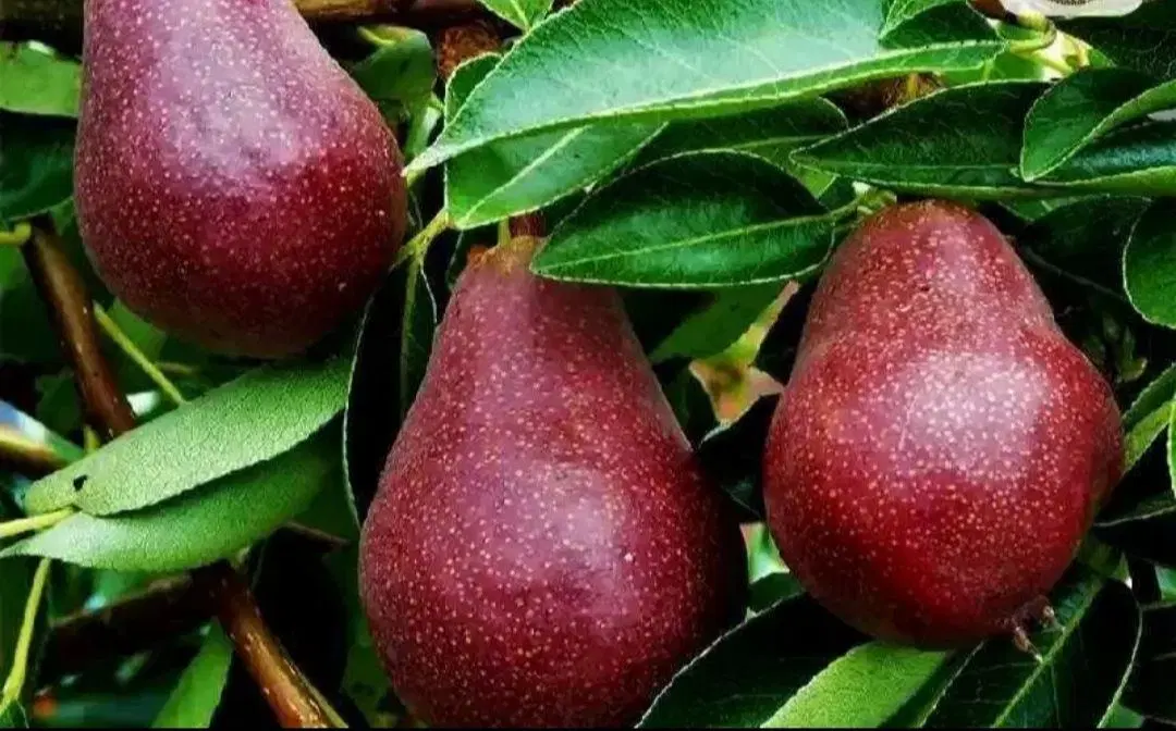 نهال گلابی پیوندی با رشد سریع|خدمات باغبانی و درختکاری|شیراز, حومه شیراز|دیوار