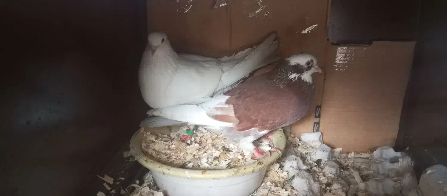 جفت کبوتر گمشده|حیوانات|صومعه‌سرا, |دیوار