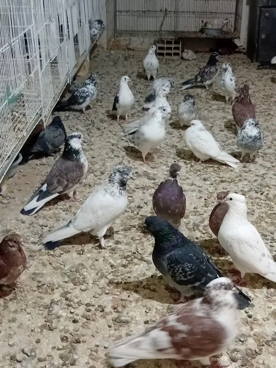 کبوتر تهرانی.کفتر|پرنده|شاهرود, |دیوار