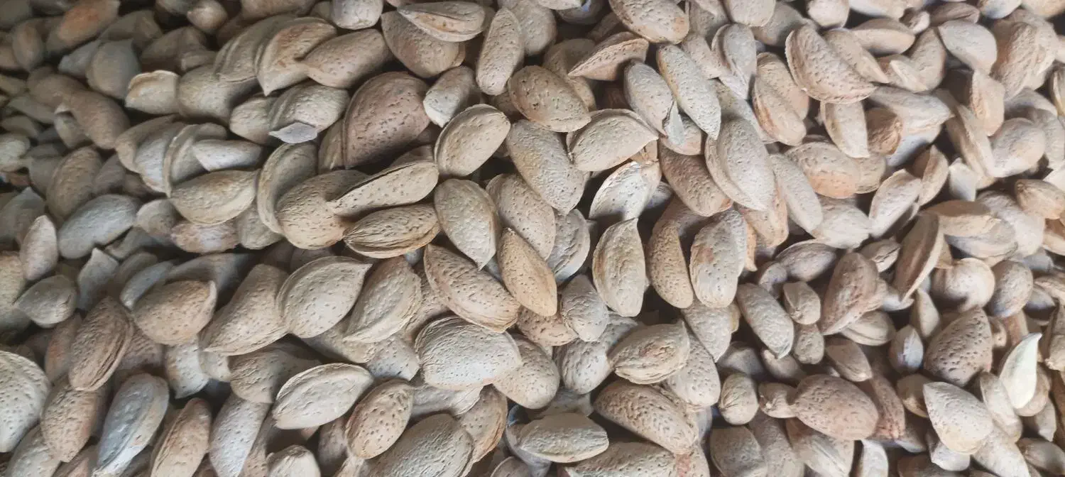 بادام درختی (سنگی)|خوردنی و آشامیدنی|مشهد, هنرور|دیوار