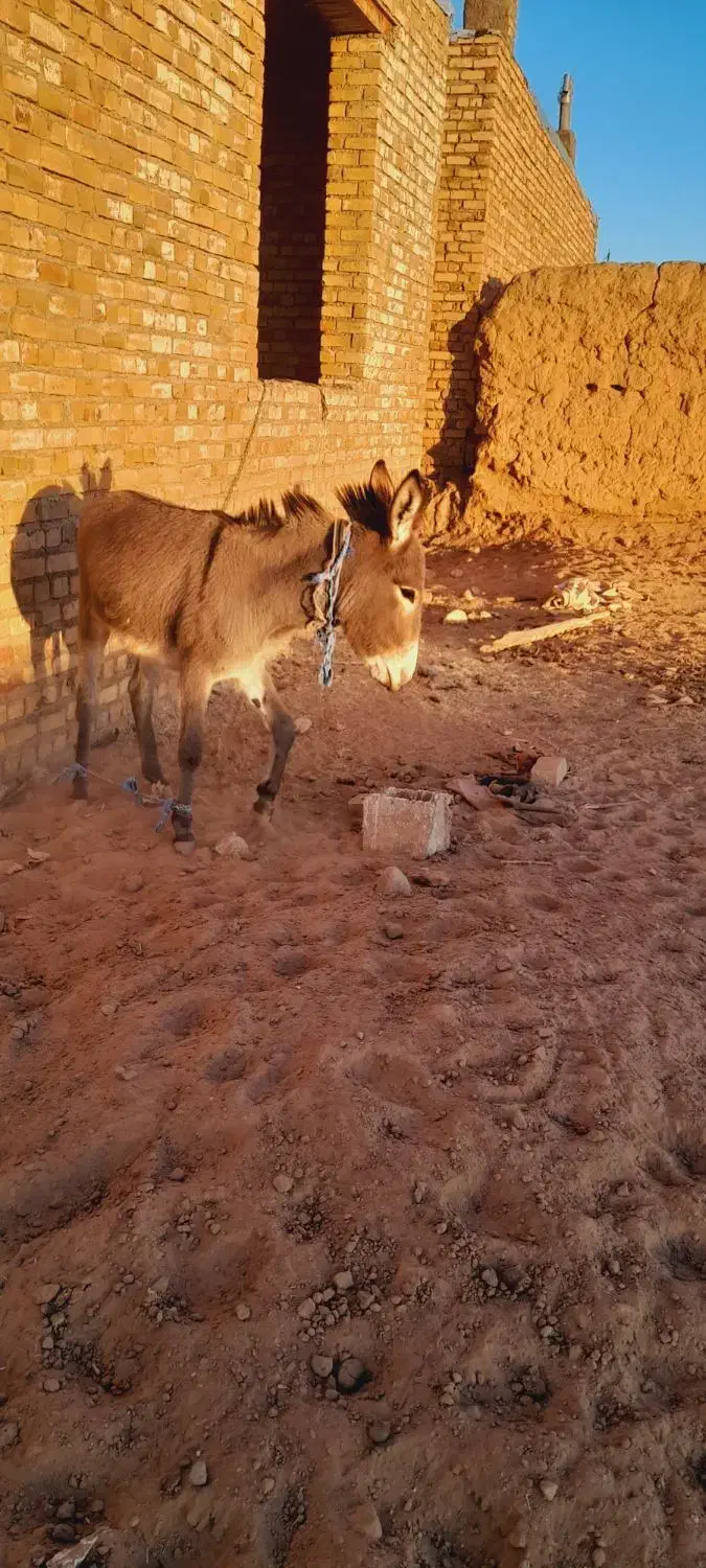 ماده خر|حیوانات مزرعه|تربت جام, میان جام|دیوار