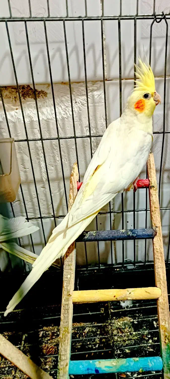 عروس هلندی|پرنده|گلستان (تهران), |دیوار