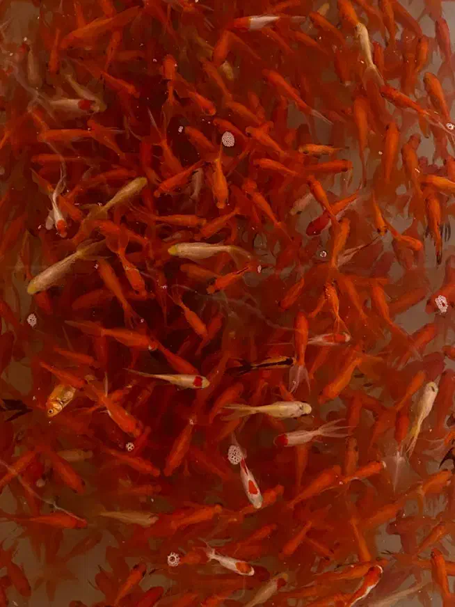 ماهی قرمز|ماهی|شاهرود, |دیوار