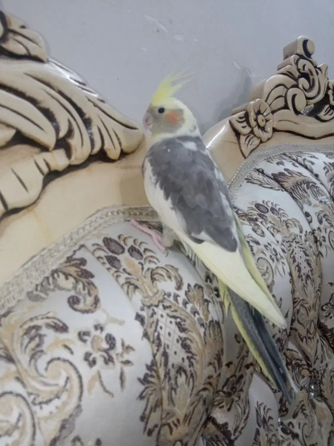 عروس هلندی|پرنده|مشهد, گلبرگ شمالی|دیوار