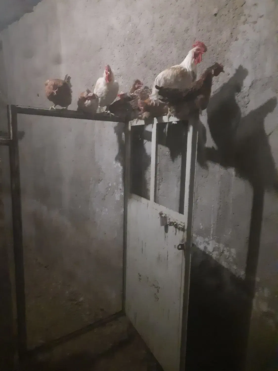 کفتر ومرغ|حیوانات مزرعه|خضر آباد, |دیوار