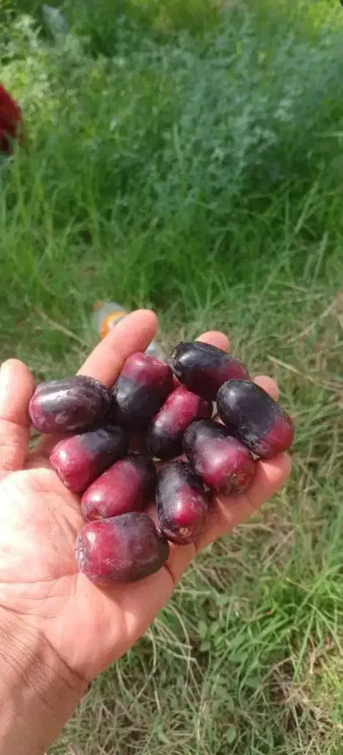 سیم کارت|سیمکارت|بم, |دیوار