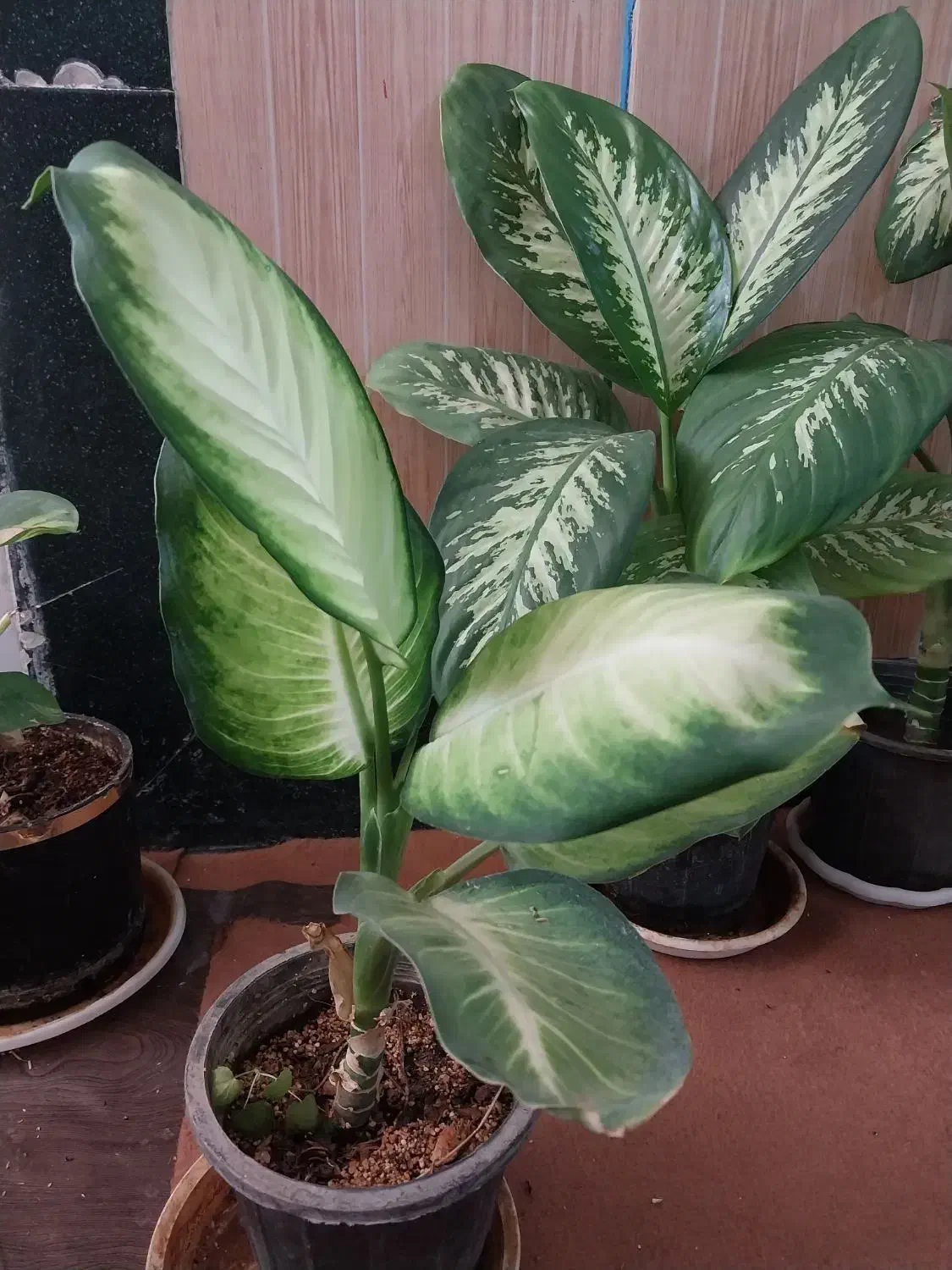 انواع گل اپارتمانی|گل و گیاه طبیعی|نهاوند, |دیوار