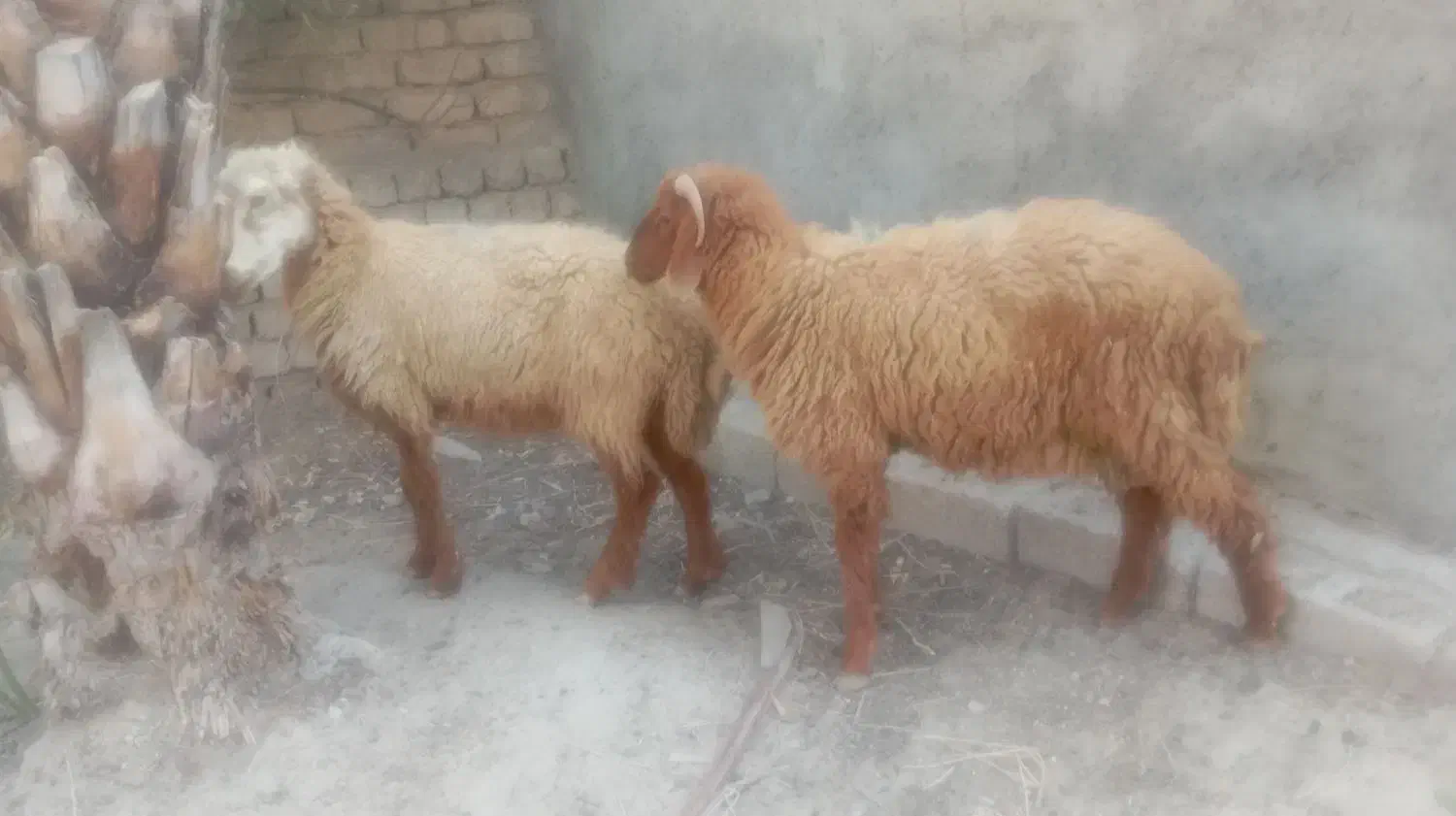 میش و بره نر پارساله|حیوانات مزرعه|سعدآباد, |دیوار