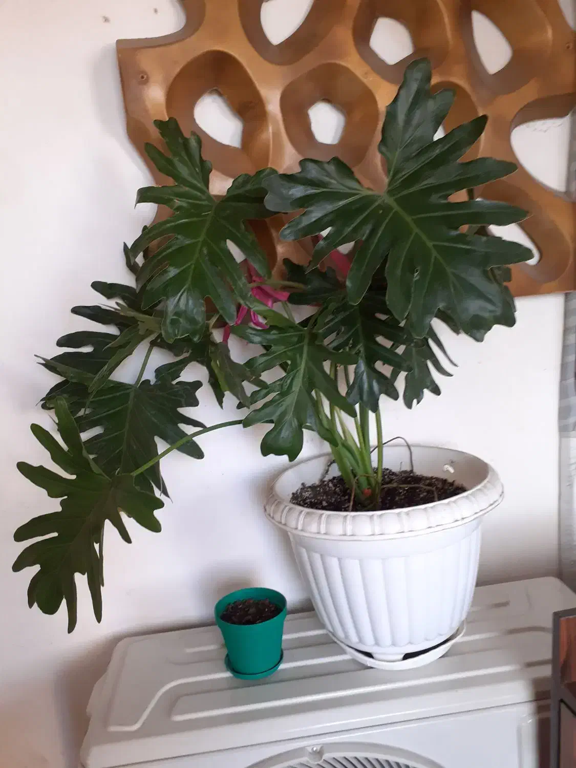 گل و گلدان|گل و گیاه طبیعی|ساری, |دیوار