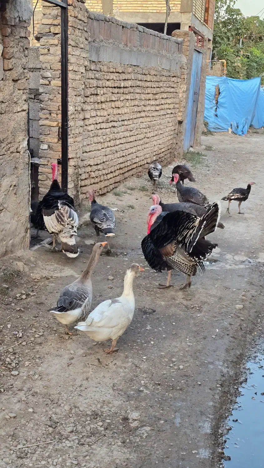 بوقلمون سنگین|حیوانات مزرعه|سرخنکلاته, |دیوار