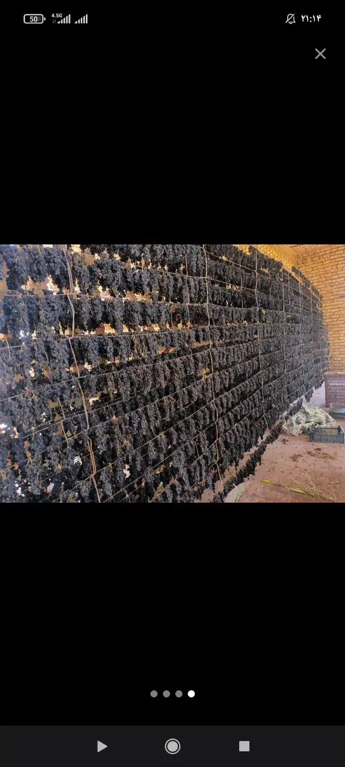 مویز انگور سیاه|خوردنی و آشامیدنی|نیشابور, شهرک فیروزه|دیوار