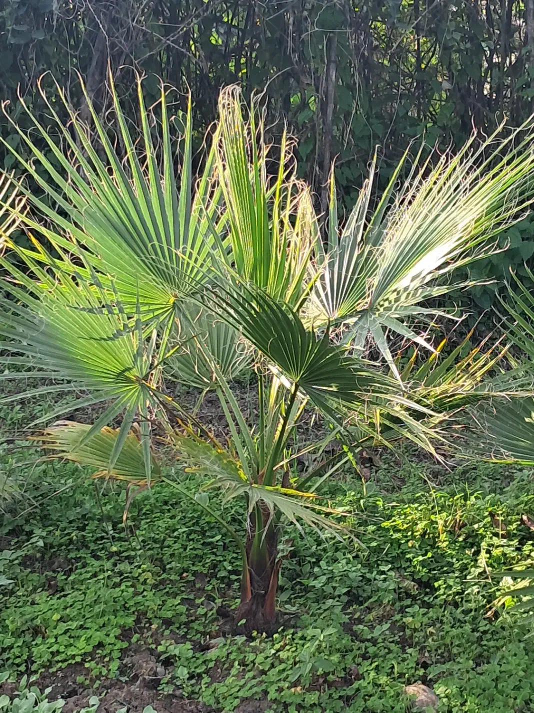 پالم زمینی|فعالیت داوطلبانه|کلاچای, |دیوار