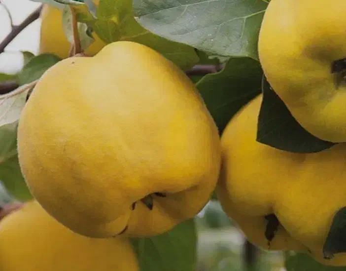 نهال به سیب پیوندی|خدمات باغبانی و درختکاری|نائین, |دیوار