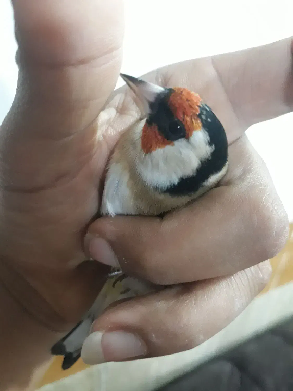 سهره های قفسی|پرنده|اهواز, اسلام آباد شرقی|دیوار