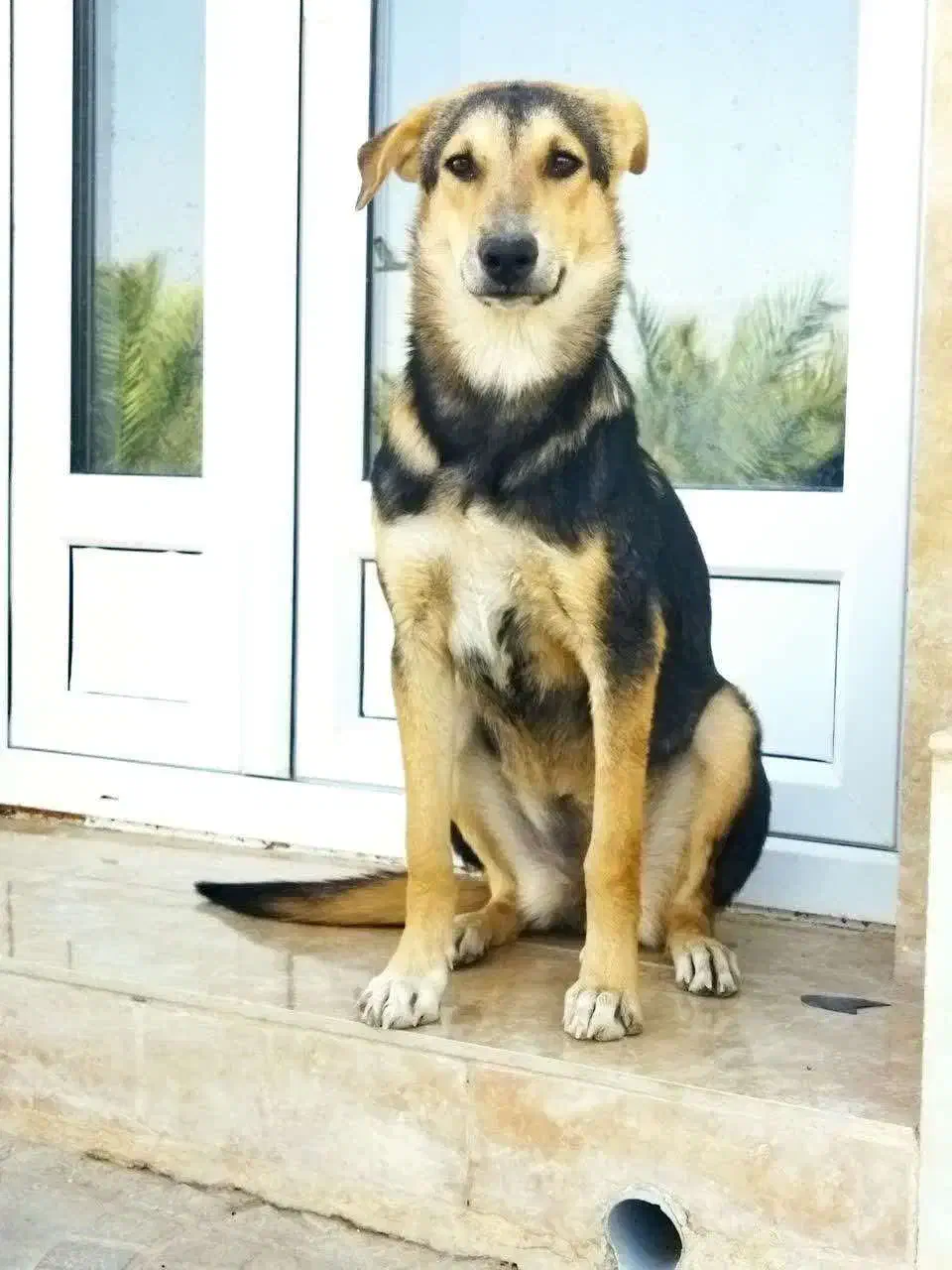 توله سگ ژرمن میکس|سگ|طبس, |دیوار