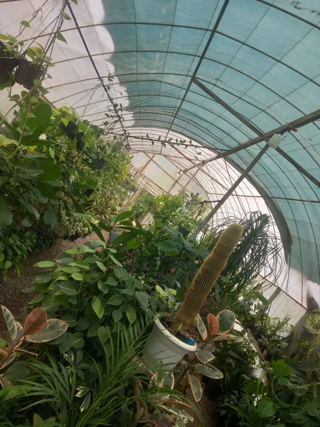 گلکده سام سیاهکل|گل و گیاه طبیعی|سیاهکل, |دیوار