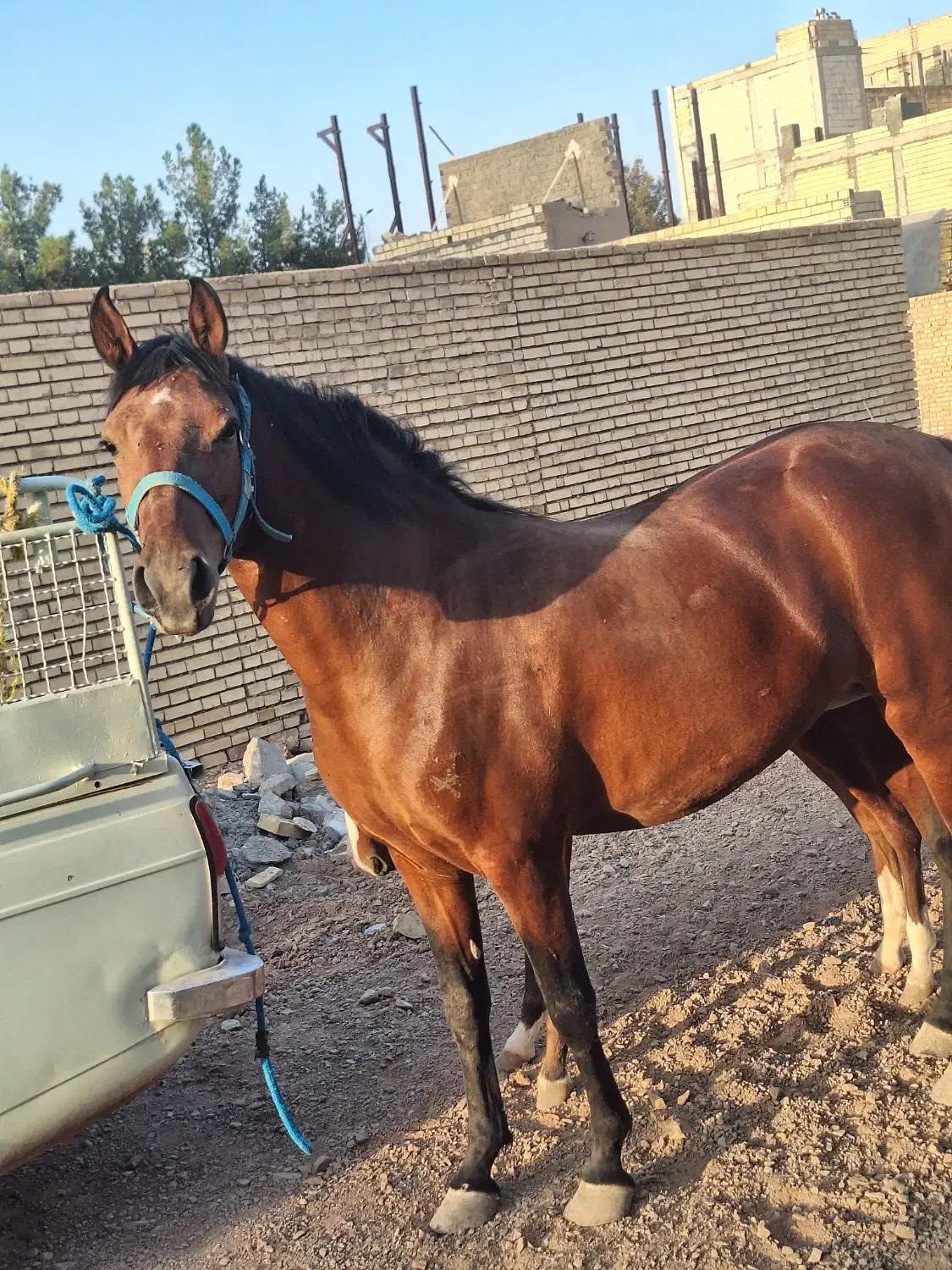 مادیان کورد  و کره نریان کرد|اسب و تجهیزات اسبسواری|میبد, |دیوار