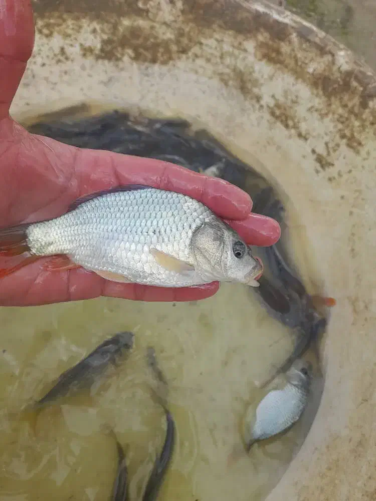 بچه آمور ماهی کپور|ماهی|گرگان, |دیوار