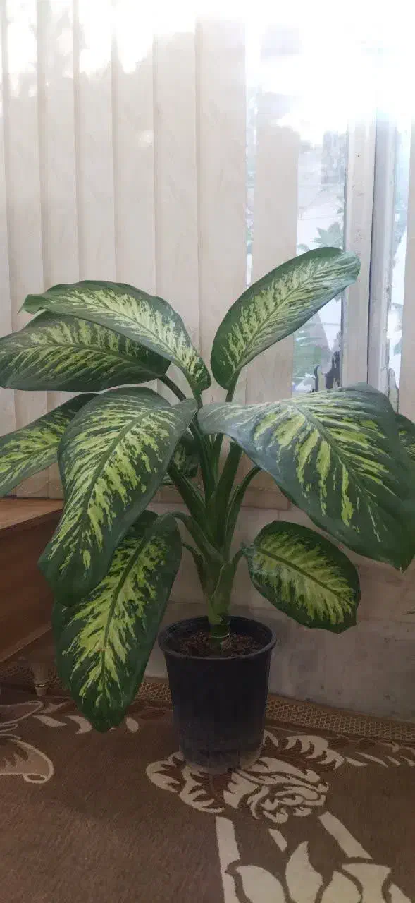 گل آپارتمانی|گل و گیاه طبیعی|یزد, |دیوار