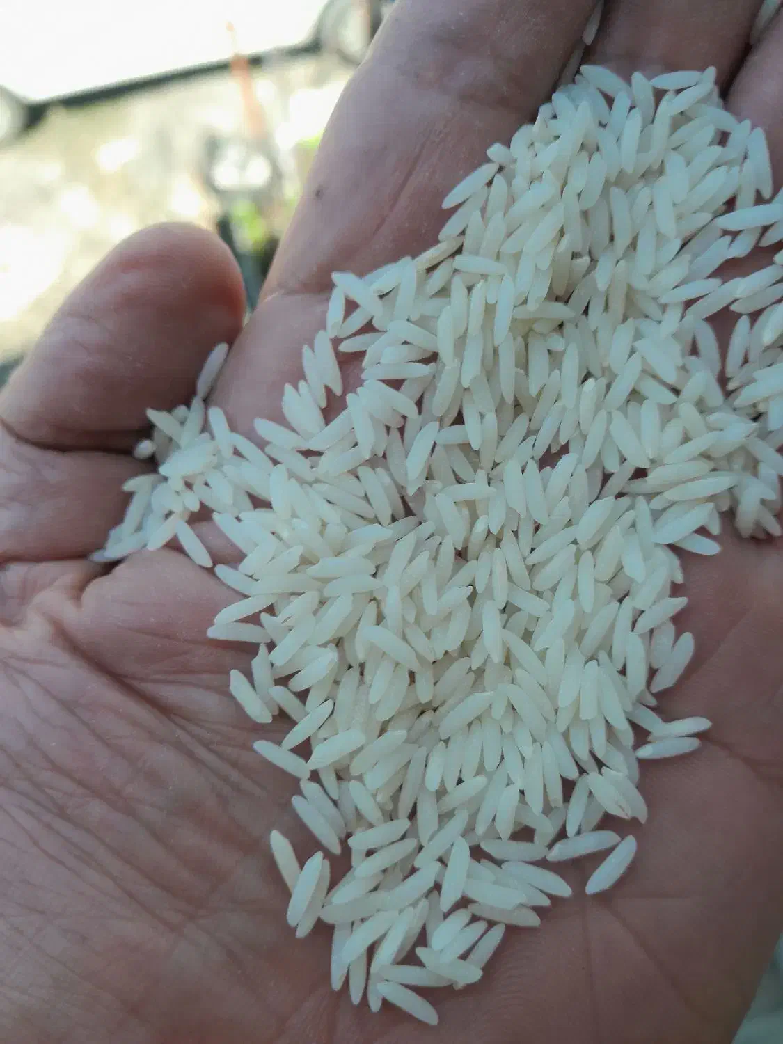 برنج صددرصدهاشمی سورتینگ شده سه الکه|خوردنی و آشامیدنی|پرهسر, |دیوار