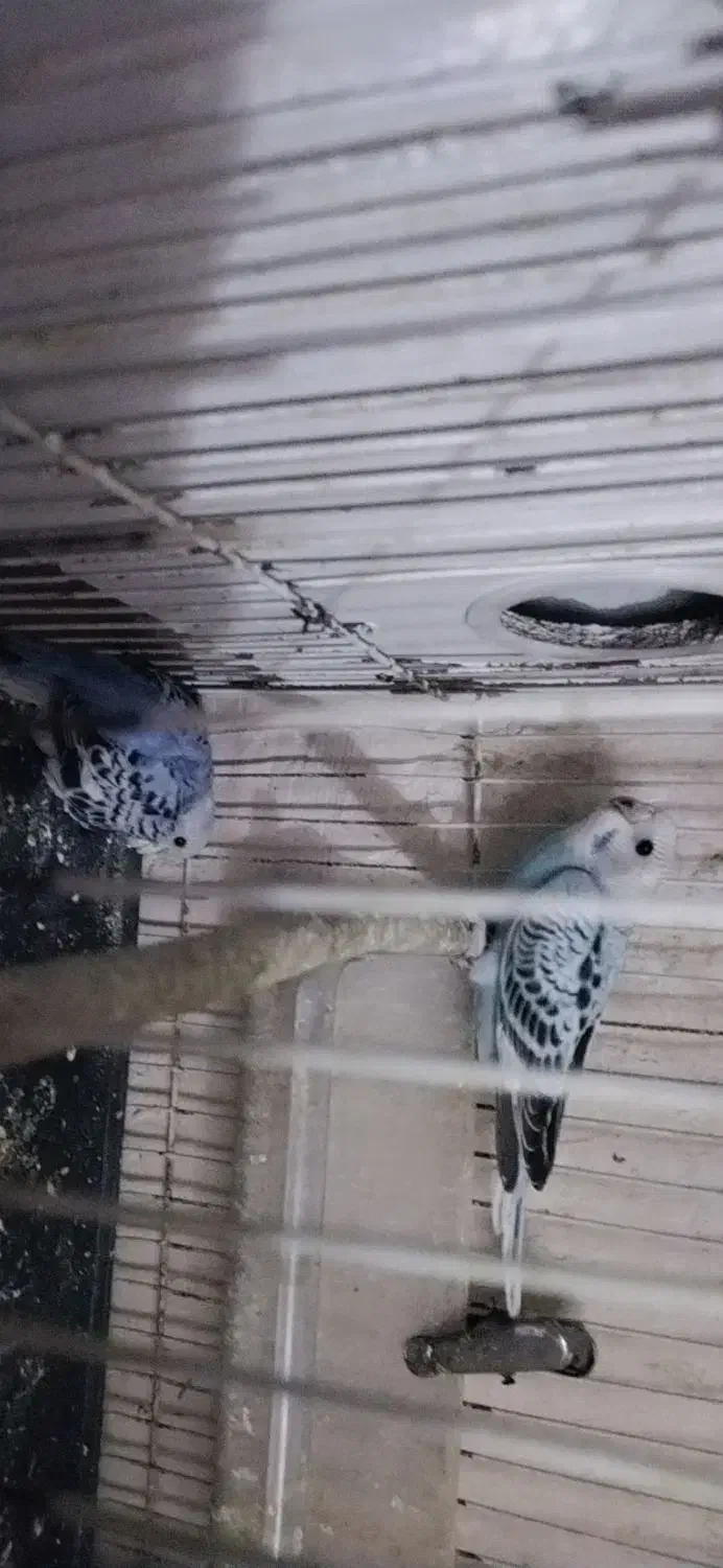 جفت کوتوله رنگ خاص و چند تا مرغ عشق|پرنده|تربت جام, تیپ ۳۸ زرهی تربت جام|دیوار