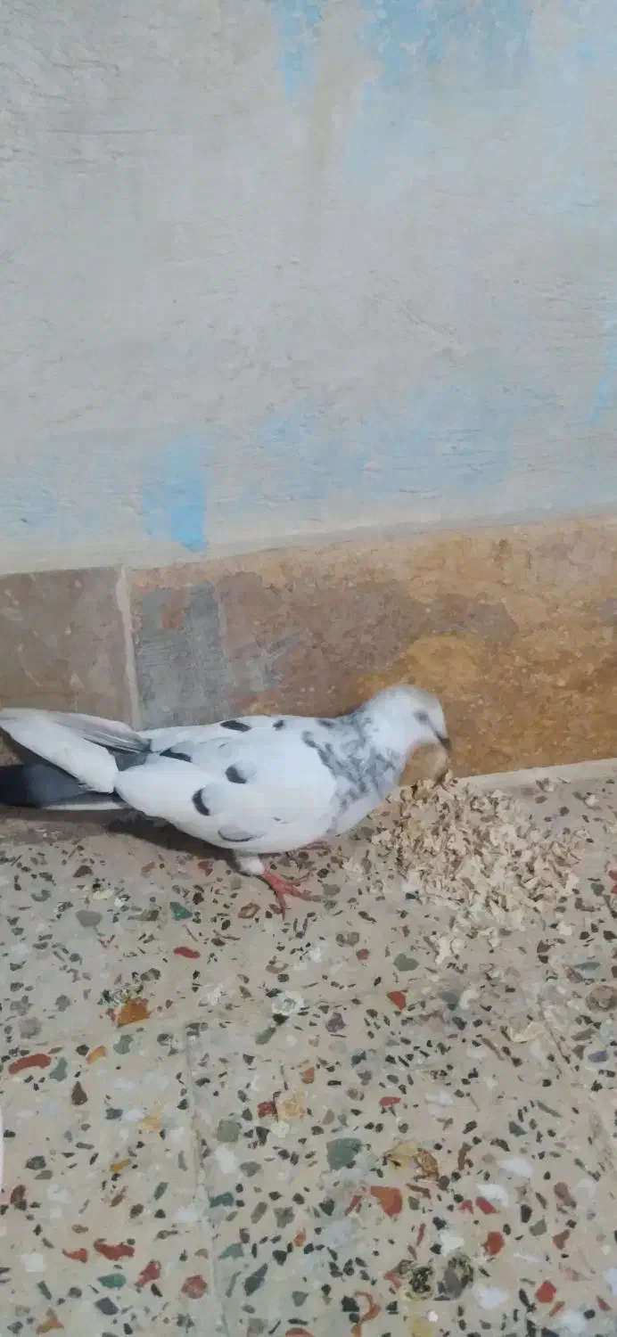 کبوترقشنگ|پرنده|خورموج, |دیوار