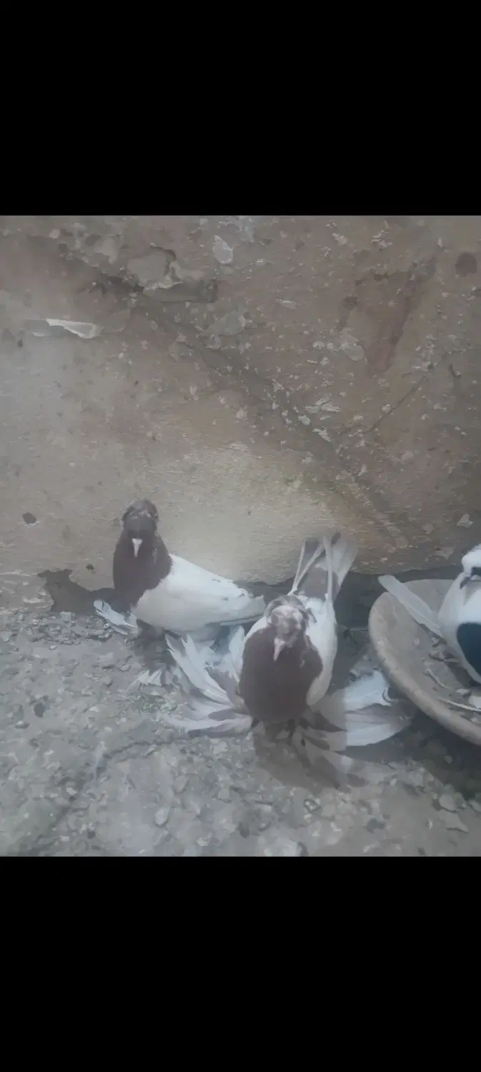 کفتر|پرنده|خواجه, |دیوار